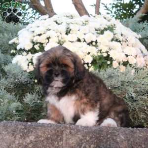 Bobby, Lhasa Apso Puppy